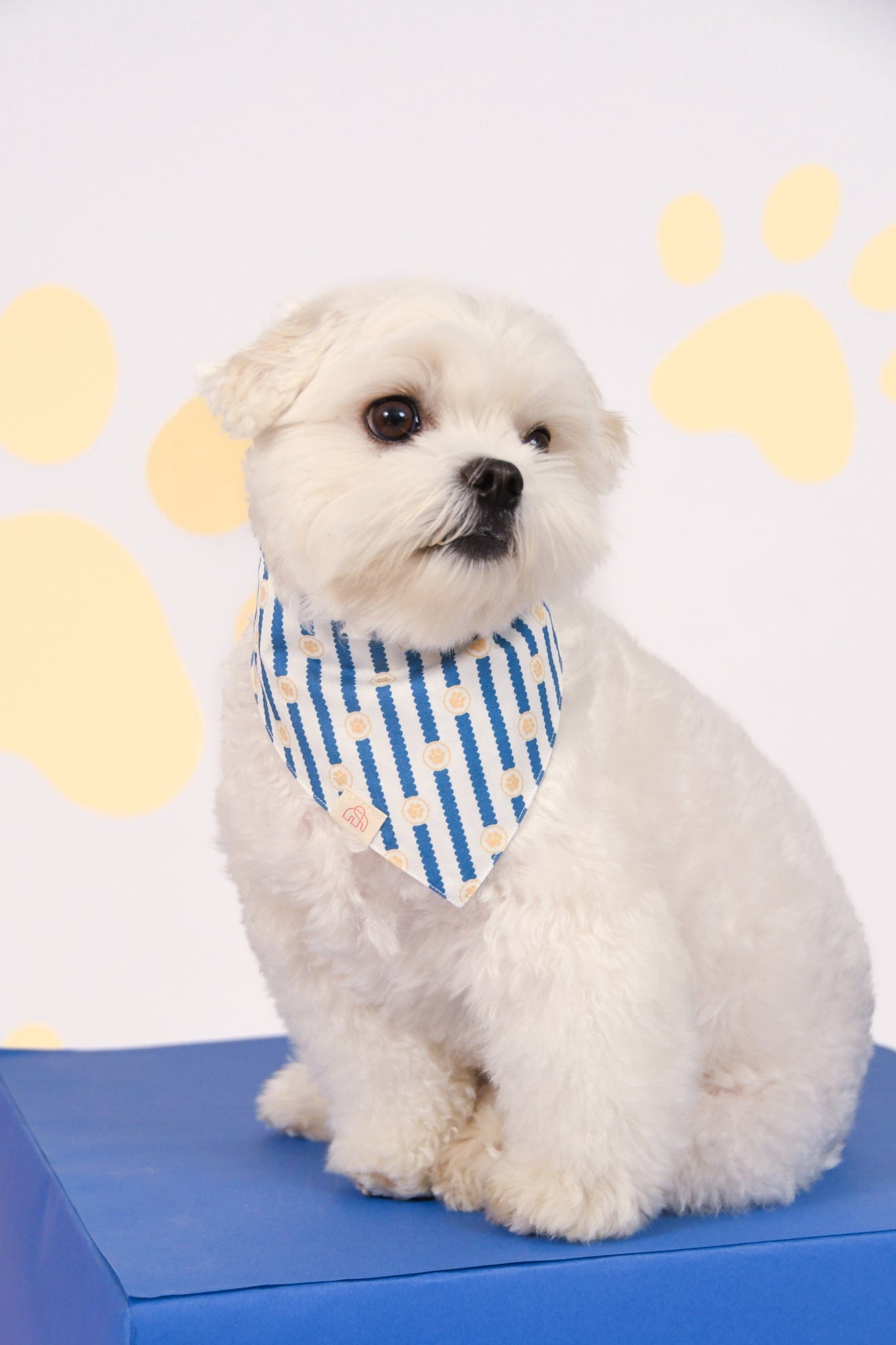 Pet Bandana - Navy Terrier Plaids / Paw Stripes | The Elly Store